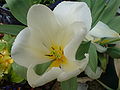 * Nomination Closeup of the white w:Tulip cultivar flowers on the right --Tyw7 19:41, 2 May 2010 (UTC) * Decline not very sharp, underexposured, not properly ID, no more flower on the right, sorry. Maybe you have to be more careful ? You seems to be "untidy" or "disorganized". Be attentive to the works of others here. Ask for critics or comments before publishing, learn about geolocation tools as I did a few months ago, etc...Yes, you can !--Jebulon 09:19, 8 May 2010 (UTC)