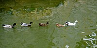 Seite 25: File:Duck_swim.JPG Autor: Augustus Binu (User:Mydreamsparrow) Lizenz: CC BY-SA 3.0