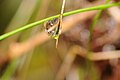 * Nomination: Water droplet in grass --ComputerHotline 10:59, 8 May 2010 (UTC) * * Review needed