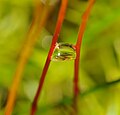 * Nomination: Water droplet in moss. --ComputerHotline 10:59, 8 May 2010 (UTC) * * Review needed