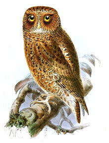 HeteroscopsLuciaeKeulemans.jpg