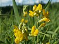 Lathyrus pratensis (Wiesen-Platterbse)