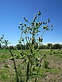 Sonchus asper (Raue Gänsedistel)