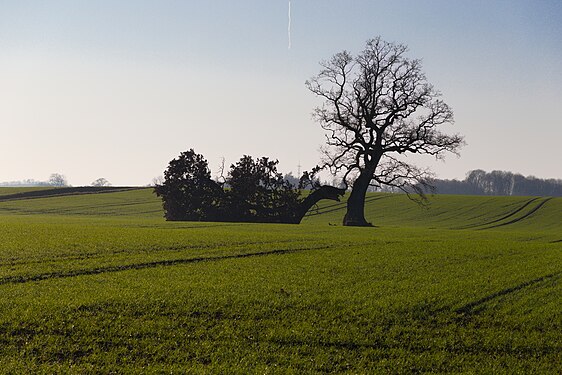 Common oak with half broken off tree crown, Schleswig-Holstein, Germany