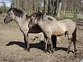 A grullo (also blue dun or gray dun) horse has a solid gray body, dark face and legs, and a dark stripe going down the spine.