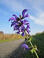 Salvia pratensis (Wiesensalbei)