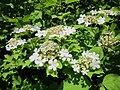 Viburnum opulus (Gewöhnlicher Schneeball)