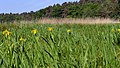 * Nomination Meadow “Heckebeeke”, protection area Fuhrberg, Niedersachsen (by Puusterke --Vitavia 06:14, 18 May 2018 (UTC) * Promotion  Support Good composition (would be nice if we knew what species the flowers were, and categorized it accordingly) --Daniel Case 05:53, 26 May 2018 (UTC)