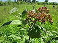 Viburnum lantana (Wolliger Schneeball)