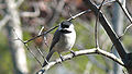 Carolina Chickadee