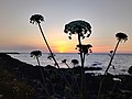 Thumbnail for File:Tramonto. Pantelleria.jpg