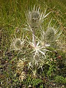 Eryngium spina-alba