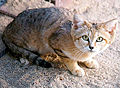 Pakistan sandcat