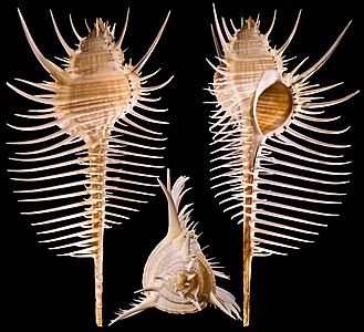 Murex pecten (Venus Comb Murex)