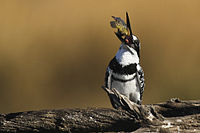 Pied Kingfisher