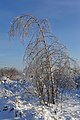 * Nomination Icy birch, Moscow Oblast. --Aleks G 22:08, 11 December 2011 (UTC) * Promotion QI to me--Lmbuga 20:01, 12 December 2011 (UTC)