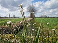 Behaartes Schaumkraut (Cardamine hirsuta)