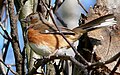 Eastern Towhee (female)