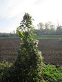 Clematis vitalba (Gewöhnliche Waldrebe)