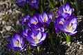 Crocus violet