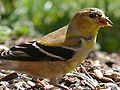 American Goldfinch (male)