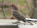 House Finch (male)