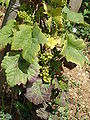 * Nomination a plant of vitis vinifera in Clos-Vougeot, Burgundy, France.--Jebulon 21:16, 4 May 2010 (UTC) * Promotion Good quality.--Mbz1 23:25, 4 May 2010 (UTC)