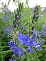 Großer Ehrenpreis (Veronica teucrium)