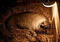 * Nomination Pig. --kallerna 07:31, 30 April 2010 (UTC) * Decline Bad light --Schlurcher