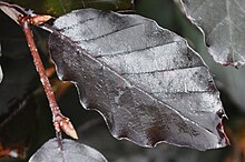 Dark leaf.jpg