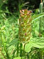 Prunella vulgaris (Kleine Braunelle)