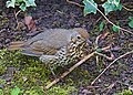 Turdus philomelos (cat.)