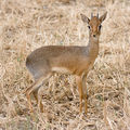 Männliches Kirk-Dikdik