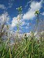 Gewöhnliches Hirtentäschel (Capsella bursa-pastoris)