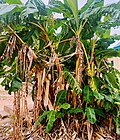 Thumbnail for File:Banana tree's.jpg