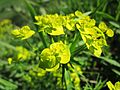 Euphorbia cyparissias (Zypressen-Wolfsmilch)