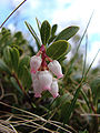 * Nomination Bearberry --MonaLuna 12:46, 18 April 2010 (UTC) * Decline lighting on flower is very nice but causes the sky to be overexposed on the right. A crop would fix it. --Ianare 03:27, 23 April 2010 (UTC)  Comment Crop would fix that problem. Скампецкий 12:56, 27 April 2010 (UTC)* Oppose as no effort was made to fix it. Could be changed to support later. --Ianare 19:47, 28 April 2010 (UTC)