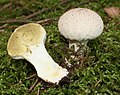 Lycoperdon perlatum