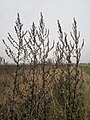 Artemisia vulgaris (Beifuß)