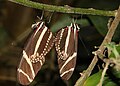 Heliconius charitonius