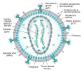 Medical diagram