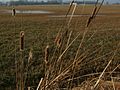 Typha latifolia (Breitblättriger Rohrkolben)