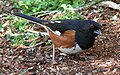 Eastern Towhee (male)