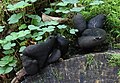 Xylaria polymorpha