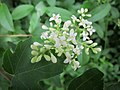 Gewöhnlicher Liguster (Ligustrum vulgare)