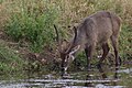 Männlicher Ellipsenwasserbock