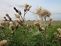 Cirsium arvense (Acker-Kratzdistel)