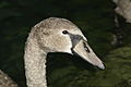 * Nomination Young swan (Cygnus olor), Lake Geneva. Yann 20:45, 18 September 2009 (UTC) * Promotion Good composition, etc. --Cayambe 06:15, 19 September 2009 (UTC)