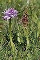 Orchis anthropophora Orchis italica (left) Greece - Crete Gerakari