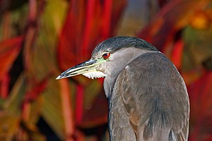 Black-Crowned Night Heron